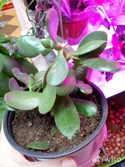 Толстянка (денежное дерево)