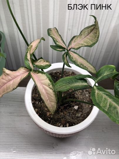 Сингониум блэк пинк