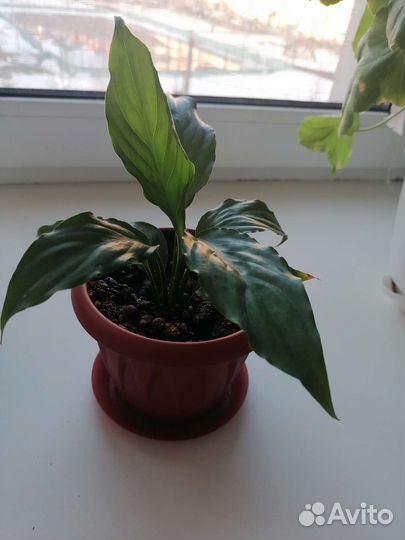 Спатифиллум (женское счастье)