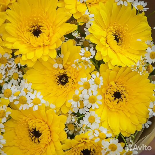 Букет из 11 желтых гербер и 15 ромашек кустовых, ц