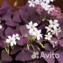 Окалис кислица треугольная