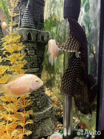 Аквариум вместе с содержимым