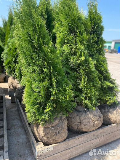 Туя оптом и в розницу