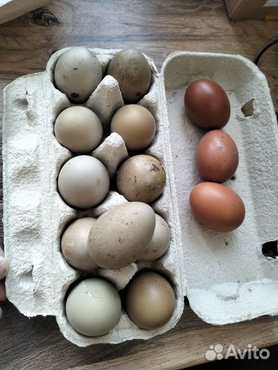 Яйца для инкубации маран черномедный
