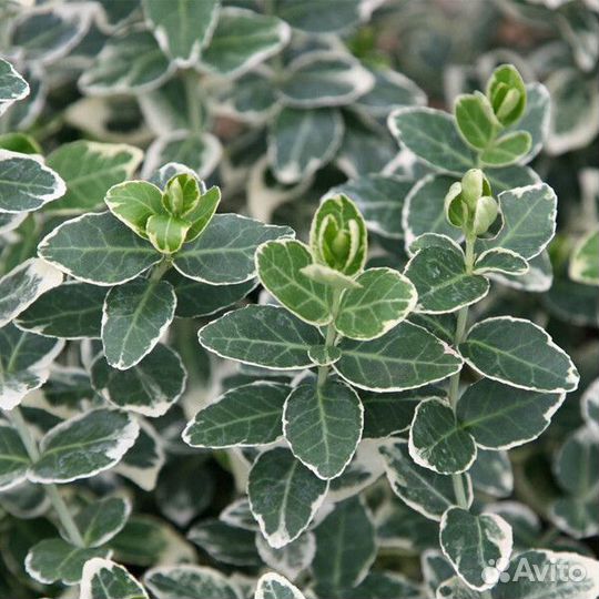 Декоративные кустарники