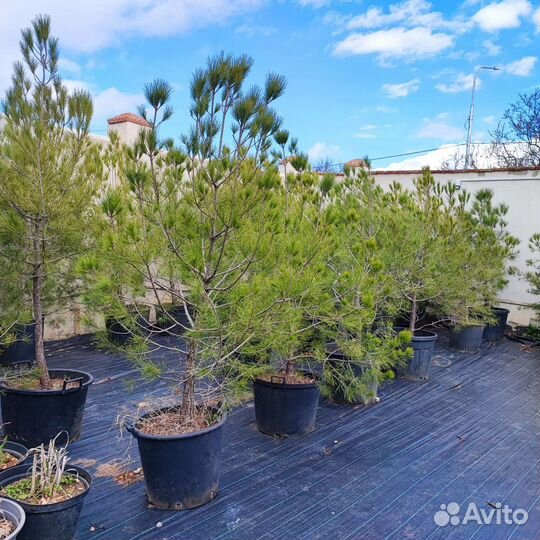 Сосна крупномер