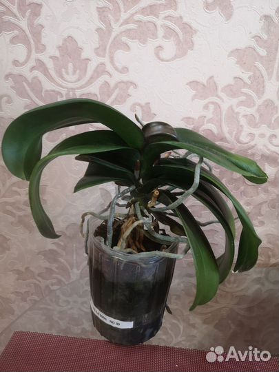 Орхидея фаленопсис