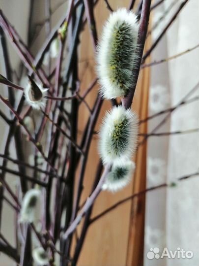 Саженцы декоративных кустарников. Большой выбор