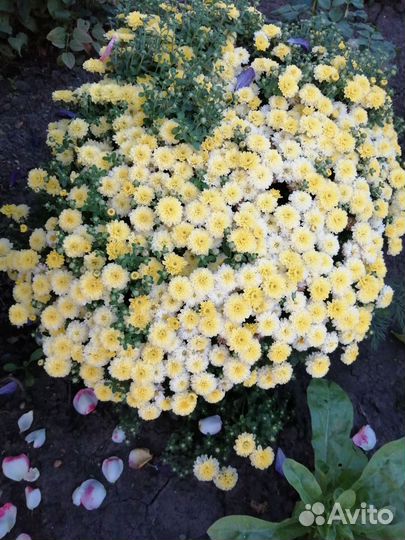 Хризантемы мультифлора