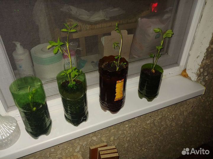 Рассада арахиса, арахис саженцы