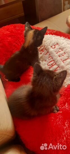 Пантерка мышелов