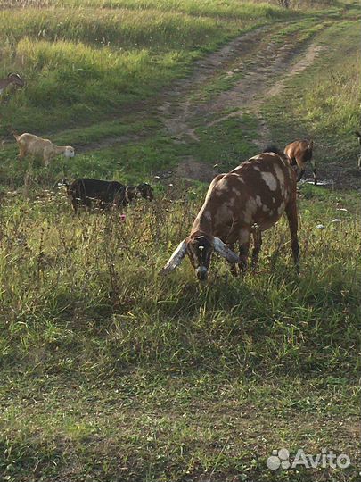 Коза нубийская