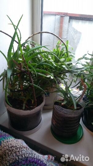 Продаю растения