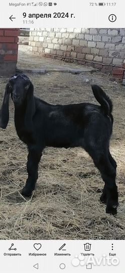 Козлята камори