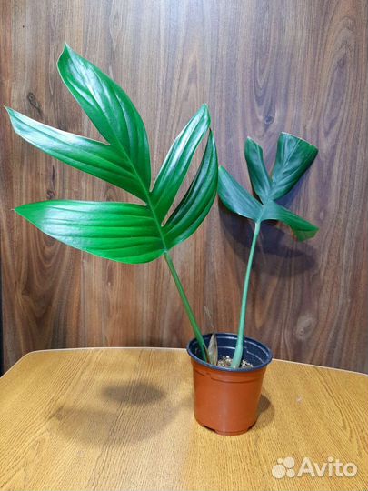 Рафидофора низбегающая (Rhaphidophora decursiva)