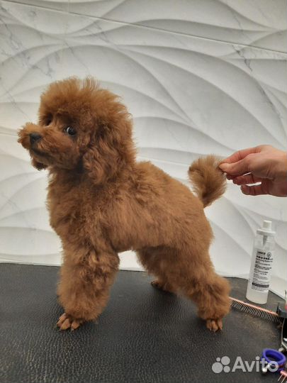 Той-пудель Мини