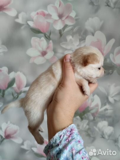 Щенки чихуахуа