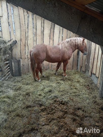 Жеребец русский тяжеловоз