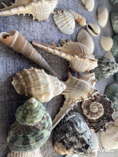 Ракушки для поделок/ ракушки для аквариума