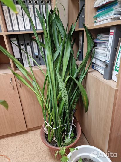 Сансевиерия