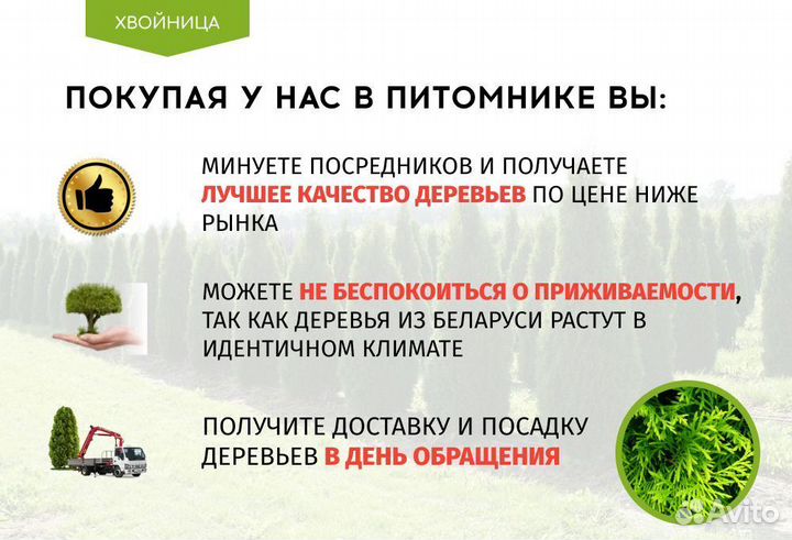 Туи из питомника