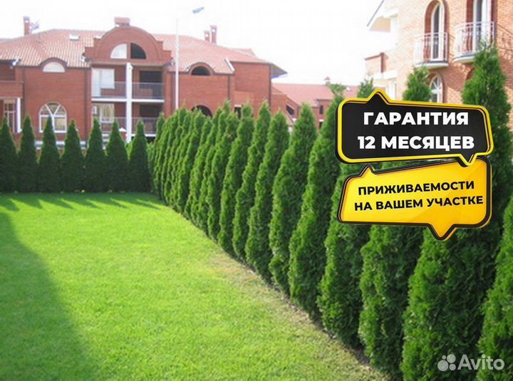 Туя Смарагд 1,8-2 м западная