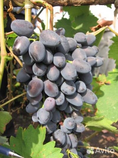 Виноград
