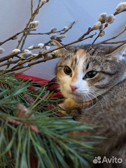 Кошка красотка