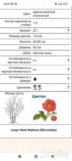 Шраб роза Эдгар Дега