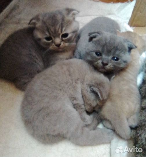 Вислоухие котята