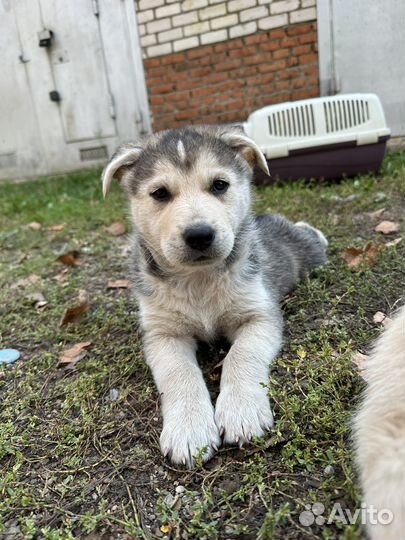 Щенок 1,5 мес