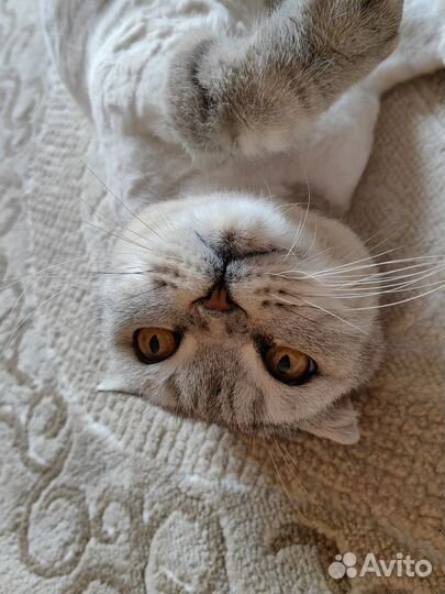 Шотландская кошка