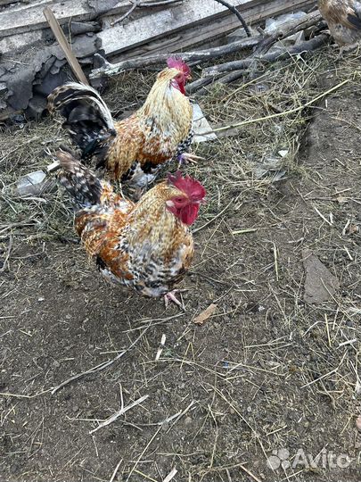Молодые петухи