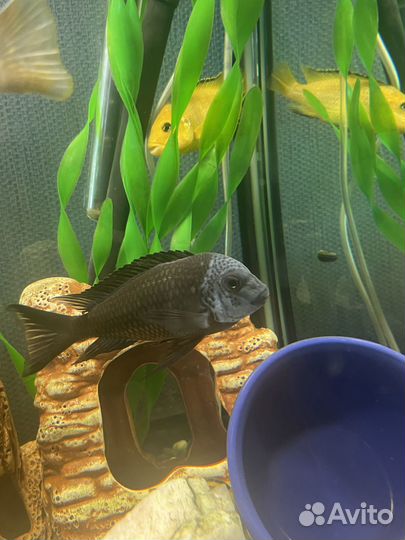 Трофеус звездчатый