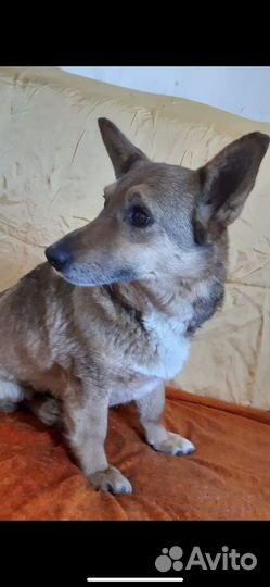 Собачка Люська