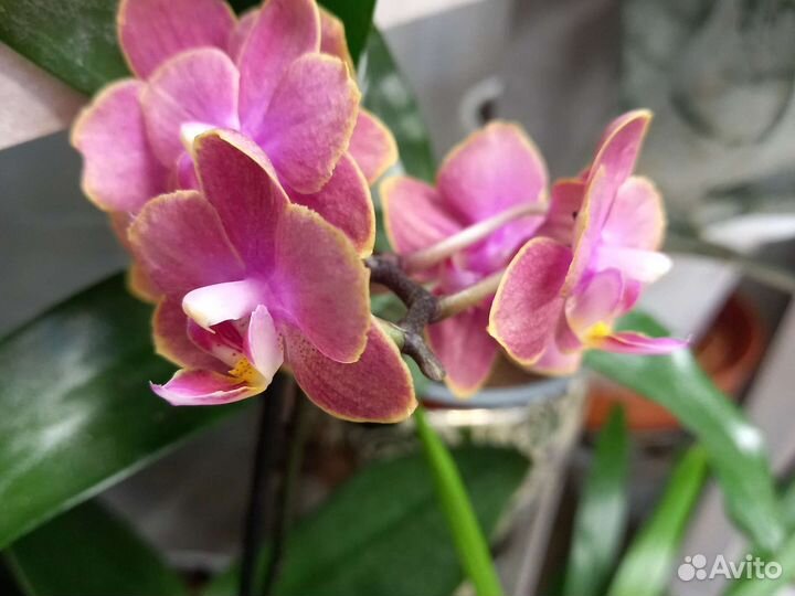 Орхидея фаленопсис мини