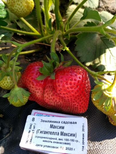 Рассада клубники Гигантелла maxima