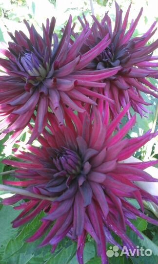 Домашние заготовки, мед