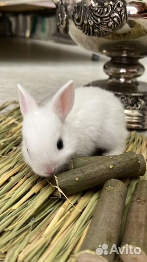 Карликовый кролик