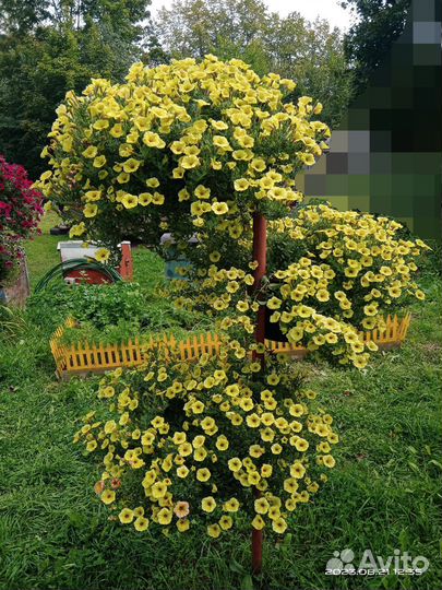 Дерево для петунии