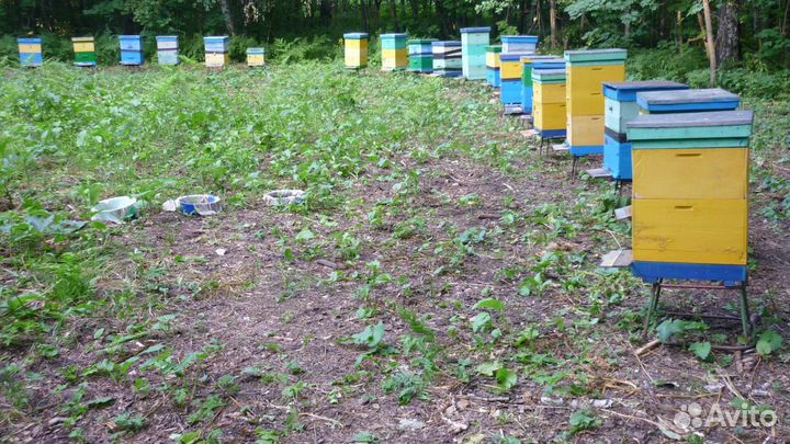 Башкирский мёд