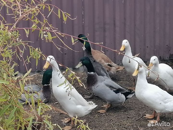 Утки Индийский бегунок