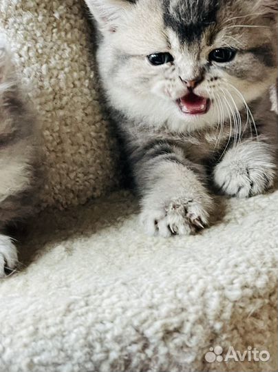 Котята