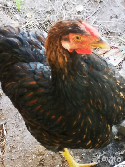 Петух виандот