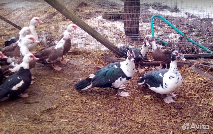 Семья индоуток 1+3