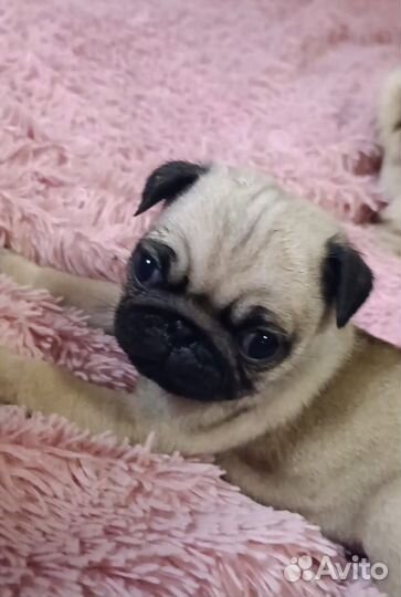 Щенки мопса, мопс 3 Девочки