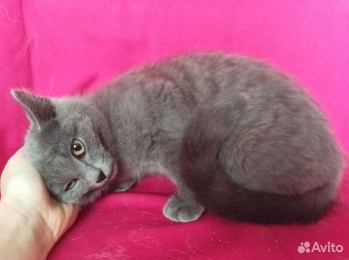 Котёнок 3 месяца