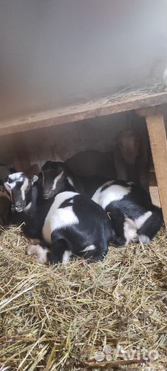 Козы дойные и козлята