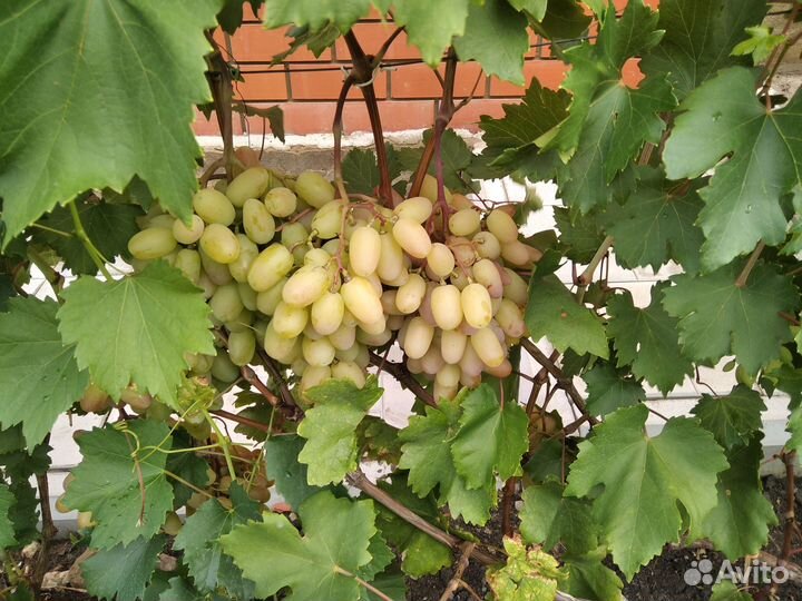 Саженцы и черенки винограда