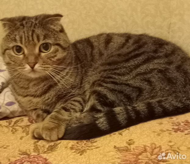 Шотландская вислоухая